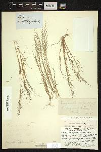 Eragrostis frankii image