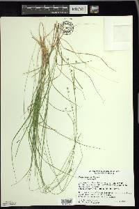 Carex trisperma image