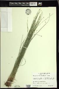 Trichophorum clintonii image