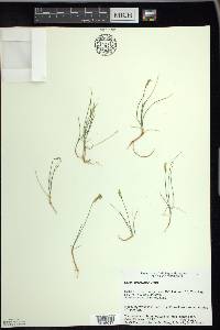 Carex gynocrates image