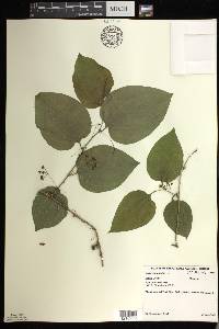 Smilax tamnoides image