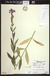 Physostegia virginiana image