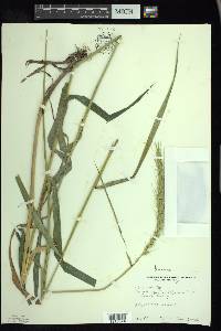 Elymus riparius image