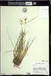 Carex flava image