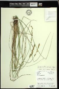 Carex triangularis image