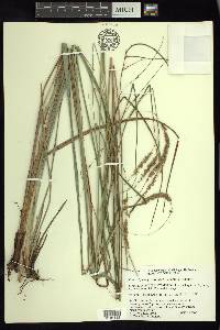 Carex rhynchoperigynium image