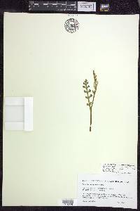 Botrychium matricariifolium image