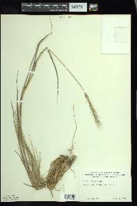 Elymus riparius image