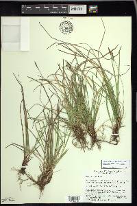 Carex lucorum image