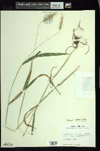 Elymus villosus image