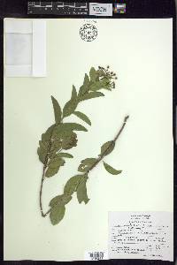 Callaeum septentrionale image