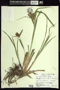 Carex durangensis image