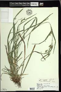 Carex grisea image