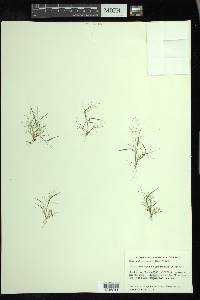 Eragrostis frankii image