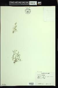 Eragrostis hypnoides image