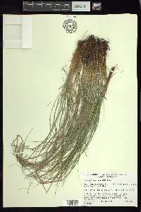 Carex longissima image