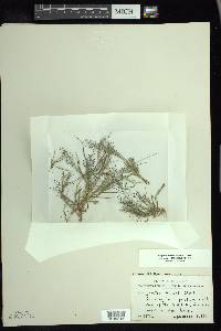 Eragrostis frankii image