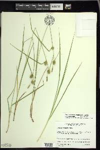 Carex viridistellata image