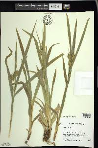 Carex folliculata image