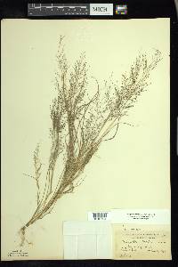 Eragrostis frankii image