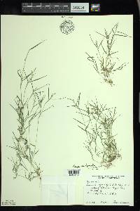 Eragrostis hypnoides image