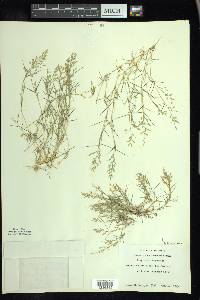 Eragrostis hypnoides image