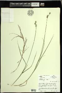 Carex longii image