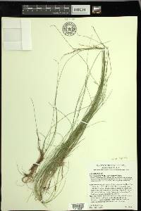 Carex leptalea var. harperi image