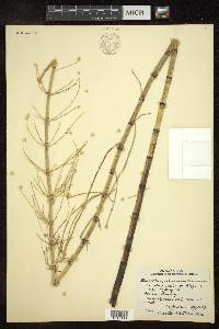 Equisetum fluviatile image