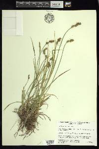 Carex marianensis image