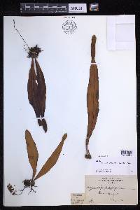 Lepisorus platyrhynchos image