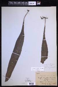 Lepisorus normalis image