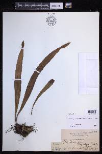 Lepisorus platyrhynchos image