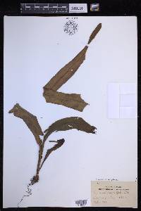 Lepisorus platyrhynchos image