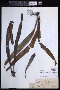 Lepisorus platyrhynchos image