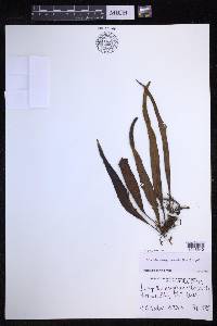 Lepisorus novoguineensis image