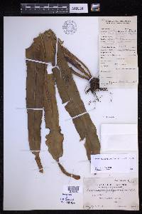 Lepisorus platyrhynchos image