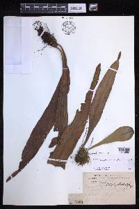 Lepisorus platyrhynchos image