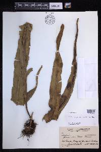Lepisorus platyrhynchos image