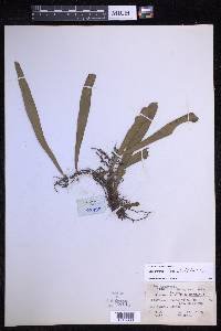 Loxogramme subecostata image