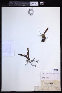 Lepisorus platyrhynchos image