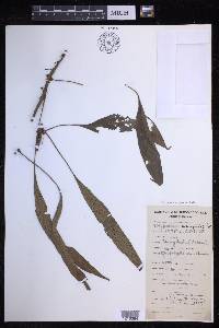 Lepisorus superficialis image