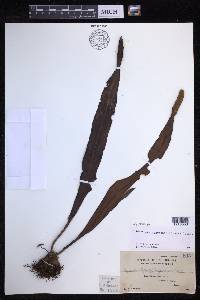 Lepisorus platyrhynchos image
