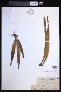 Lepisorus platyrhynchos image