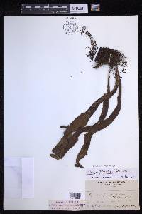 Lepisorus platyrhynchos image
