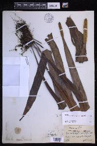 Lepisorus platyrhynchos image