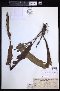 Lepisorus platyrhynchos image