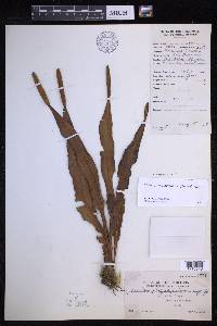 Lepisorus platyrhynchos image