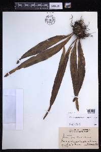 Lepisorus platyrhynchos image