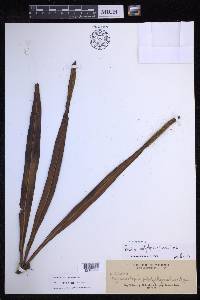 Lepisorus platyrhynchos image